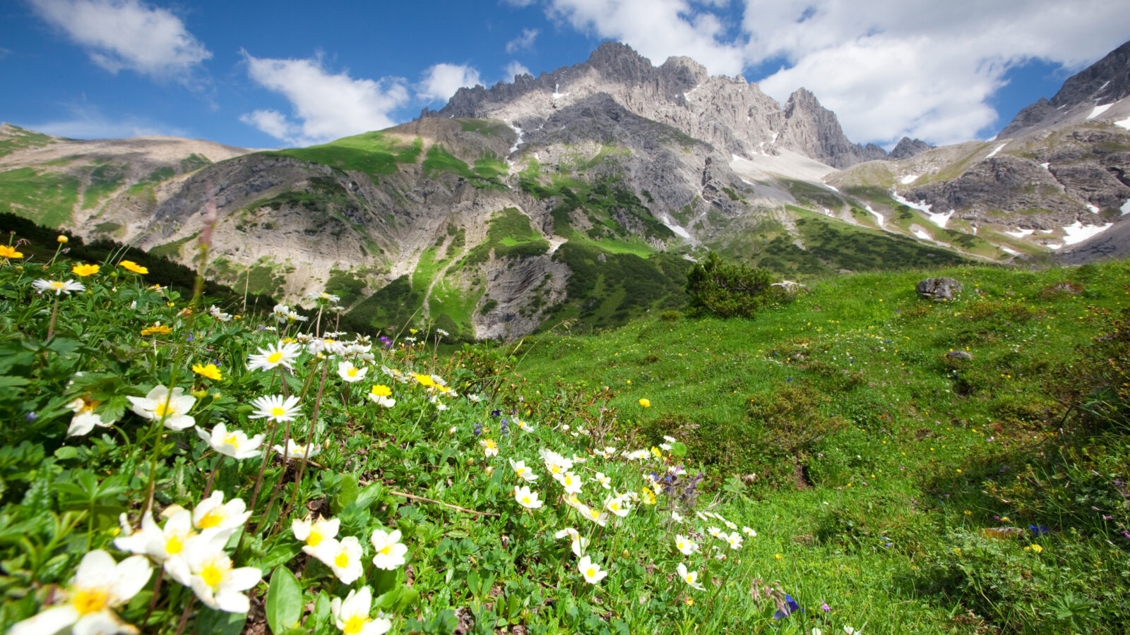 blooming-flowers-tyrol-austria