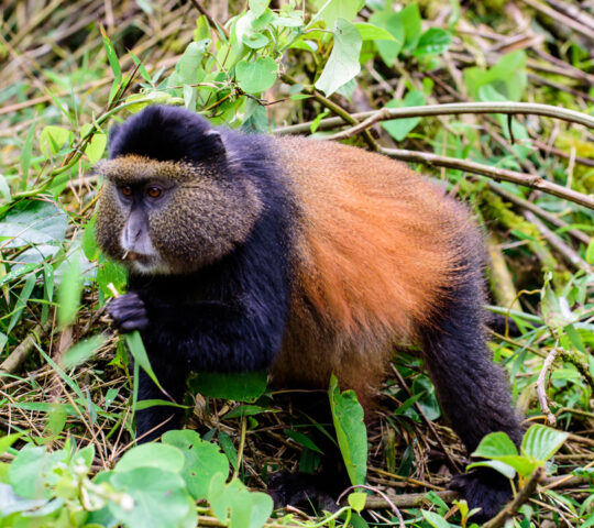 Golden monkey in Volcanoes National Park