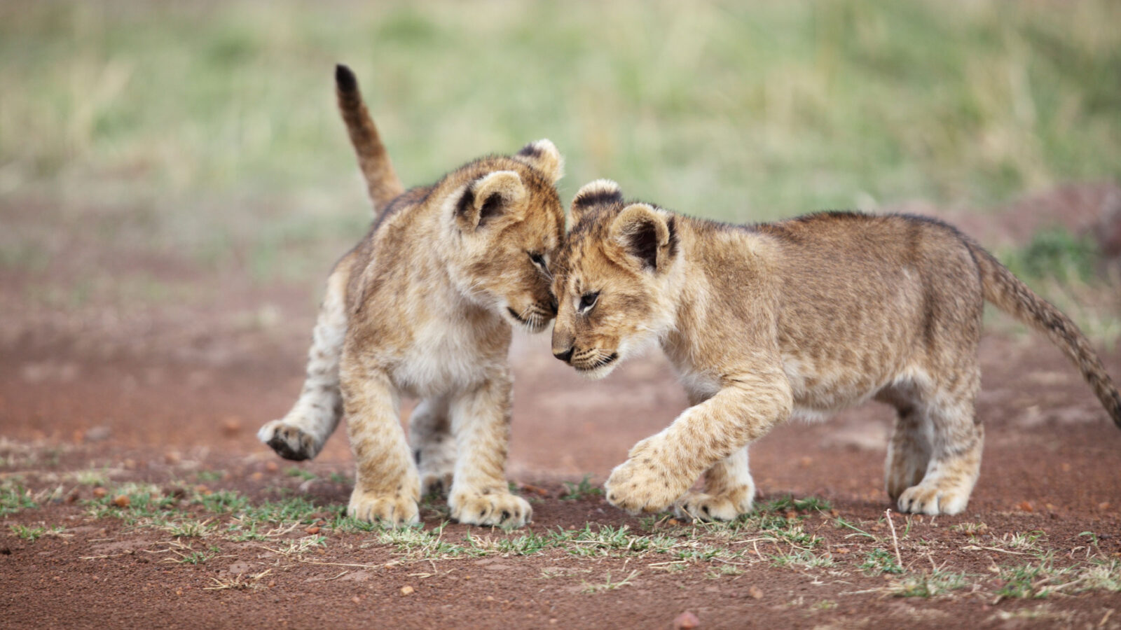 Two small lion cubs nuzzling each other on the ground during luxury Maasai Mara tours.