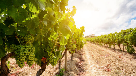 Old vineyards with red wine grapes in the Alentejo wine region in Portugal