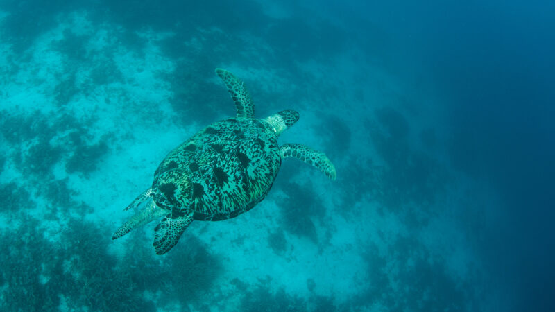 A male Hawksbill sea turtle swims in the depths of Raja Ampat, Indonesia. This tropical region is home to extraordinary marine biodiversity.