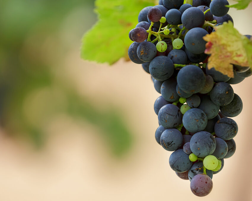 Winelands discovery