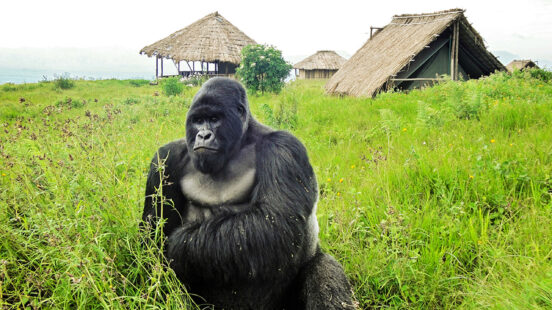 Ape, Bukima Camp, Democratic Republic of the Congo, Africa