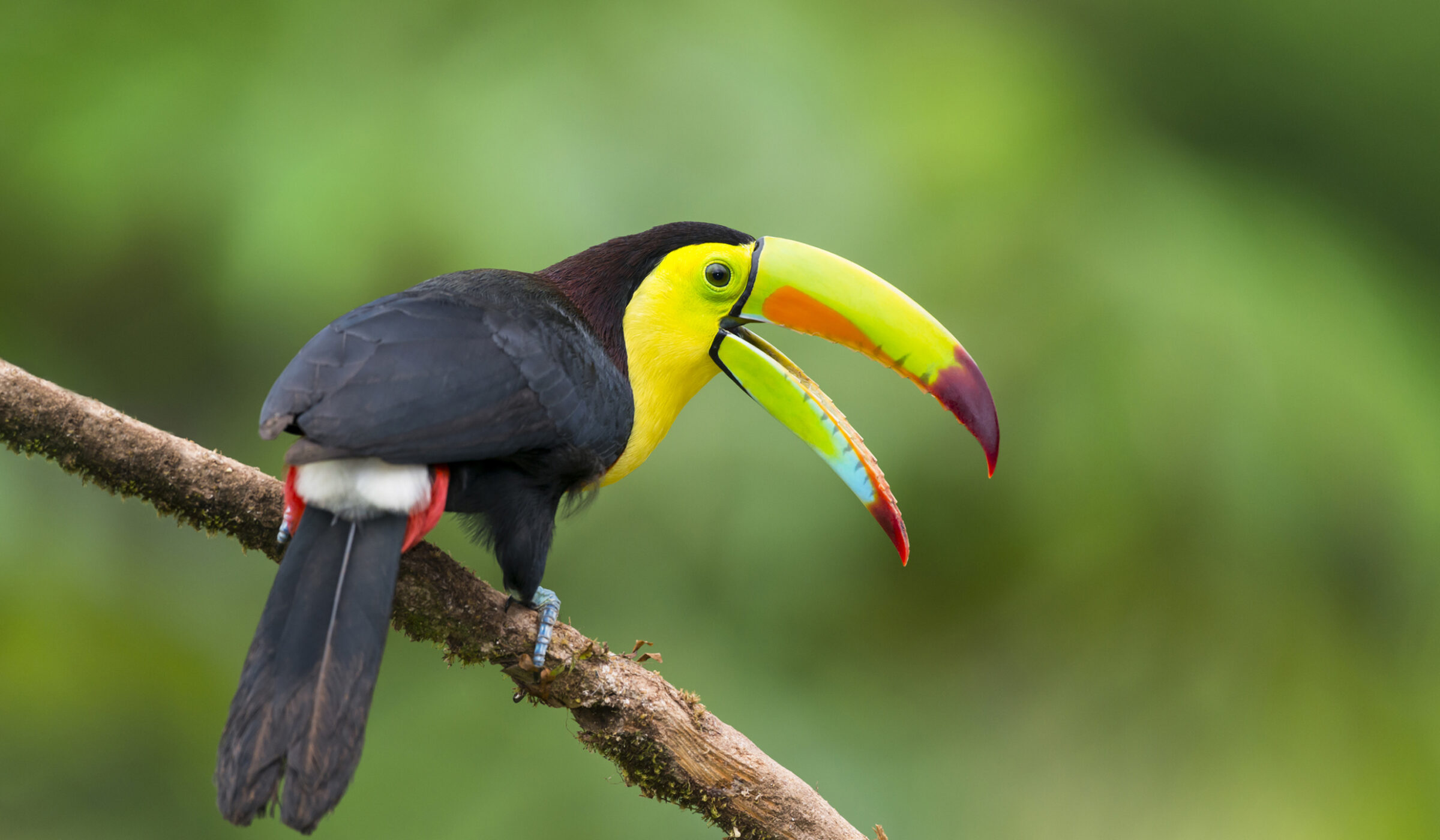 Vibrant keel-billed toucan perched on a branch, seen on luxury Ecuador vacations.