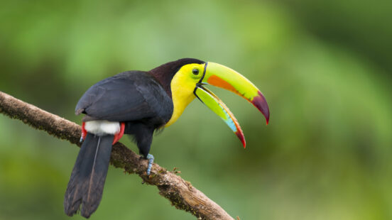 Vibrant keel-billed toucan perched on a branch, seen on luxury Ecuador vacations.