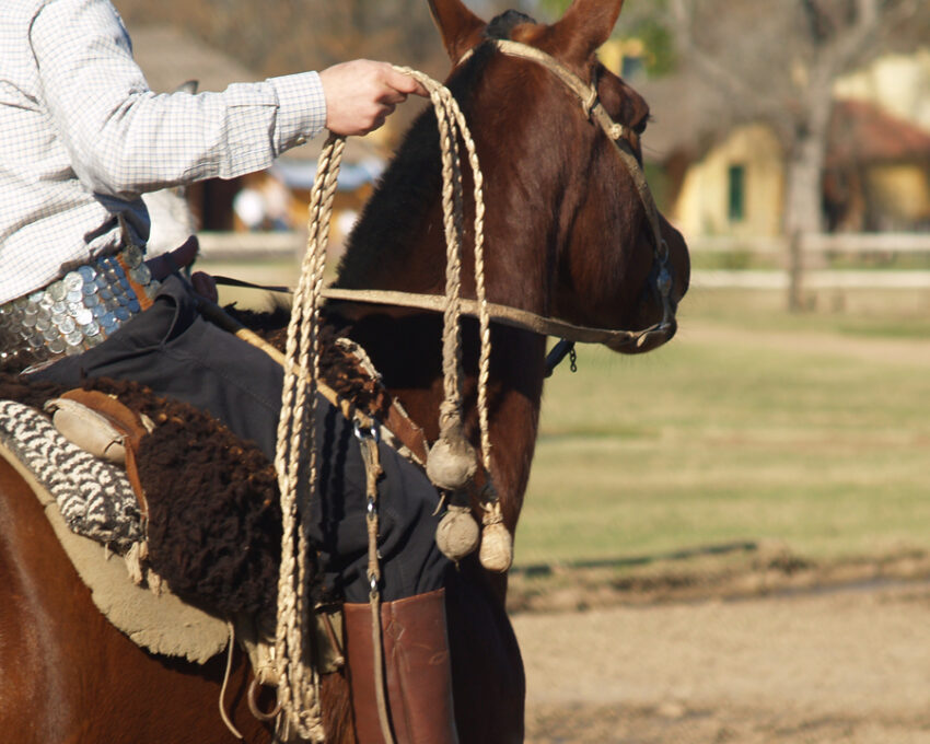 Horse-riding through the vineyards