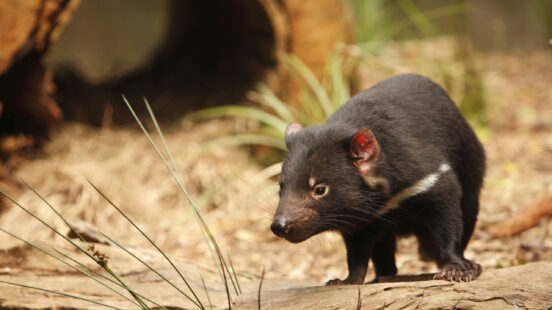 A Tasmanian Devil with a white chest stripe stands on a forest floor covered in dry leaves and twigs.