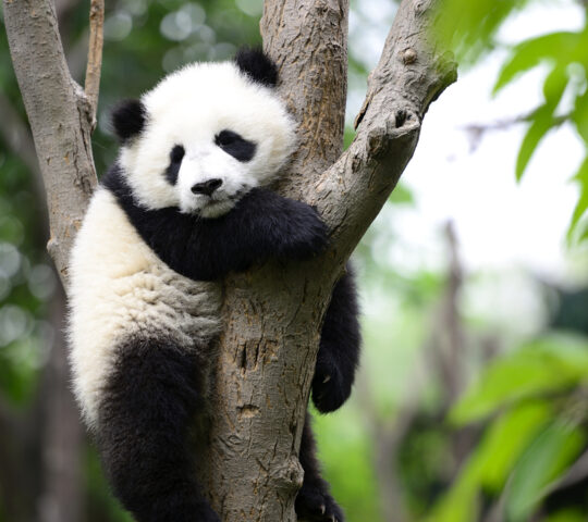 Observing Chengdu's giant pandas