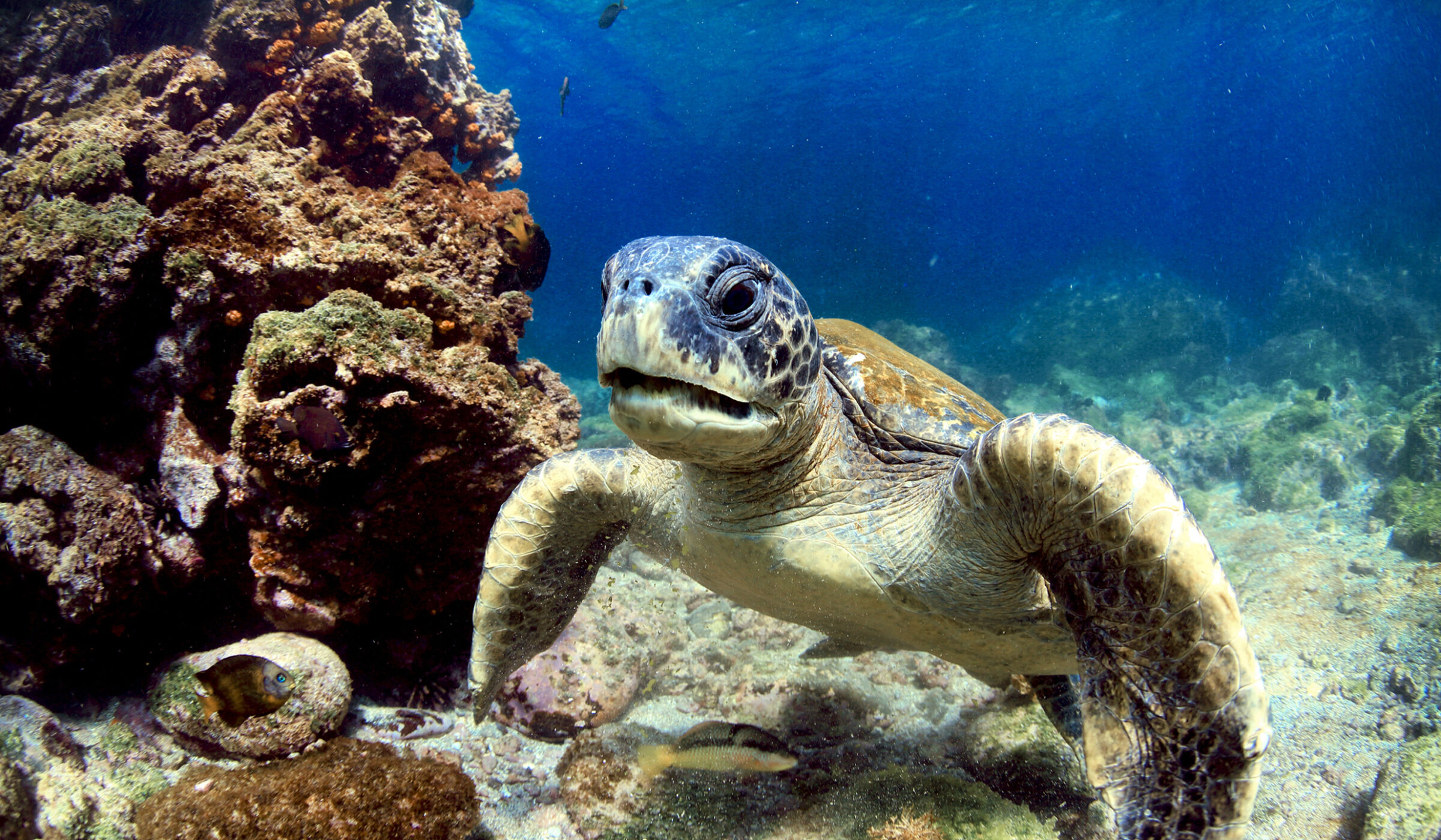 sea-turtle-galapagos-islands