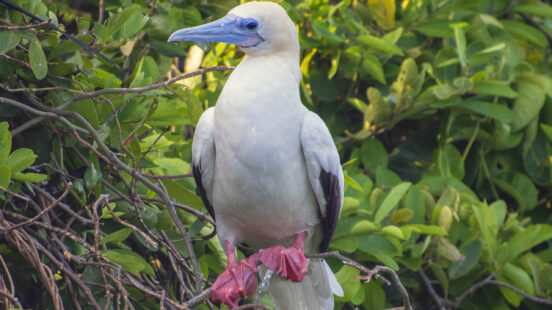 A white red-footed booby bird with a light blue beak and pink webbed feet sitting on a branch.