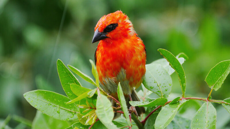 Red Fody bird wet in falling rain – Foudia Madagascariensis