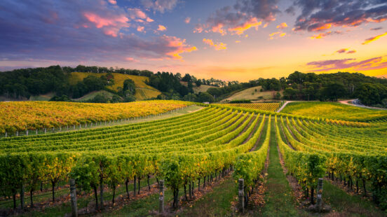 Barossa Valley Vineyard Sunset