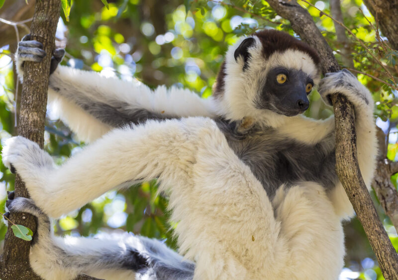 Cute exotic sifaka lemur standing on a branch tree in Madagascar