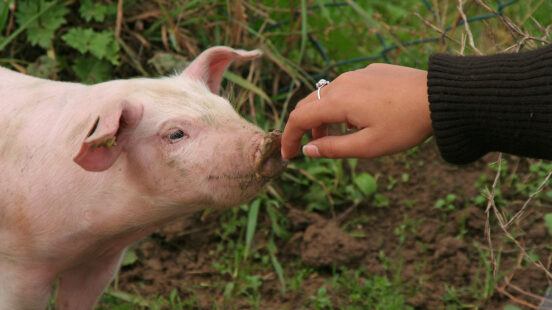 baby-pig