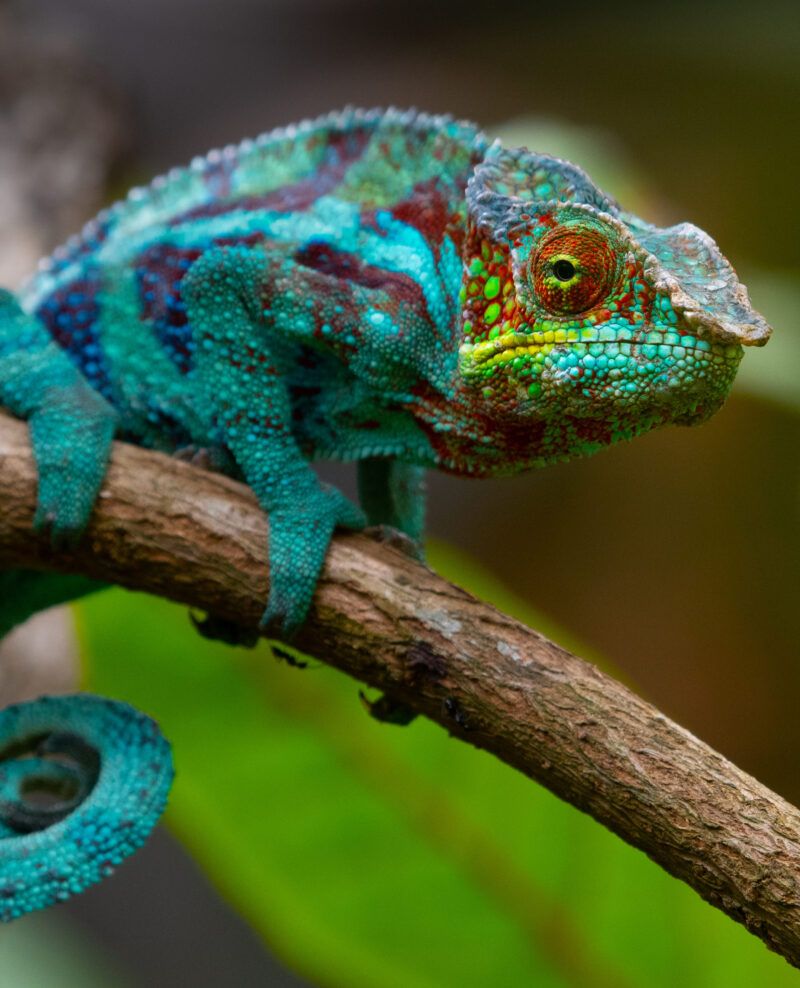 Chameleon