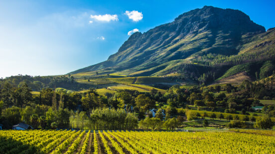 A vineyeard sitting at the base of a mountain in the evening sun.