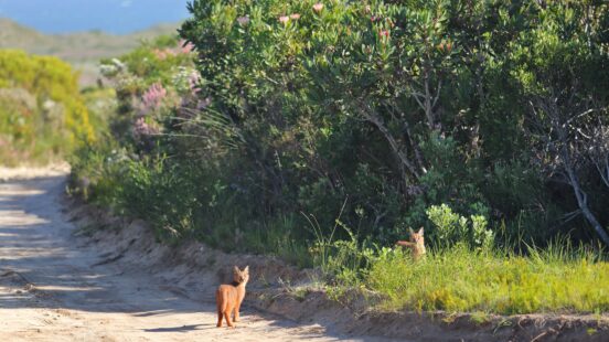 grootbos-environment