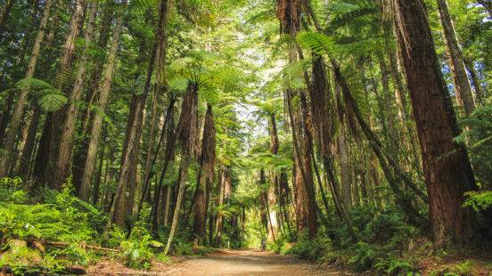 redwood-trees-new-zealand