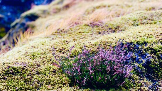 heather-iceland