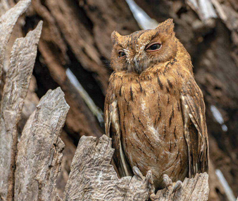Madagascar Scops-owl ( Otus rutilus), Pemba Dwergooruil, Malagasy ,close up