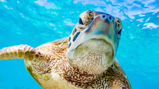 Swimming with sea turtles in Akumal