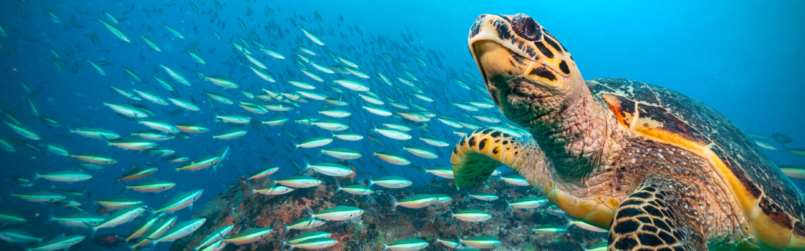 Luxury Galápagos Vacation