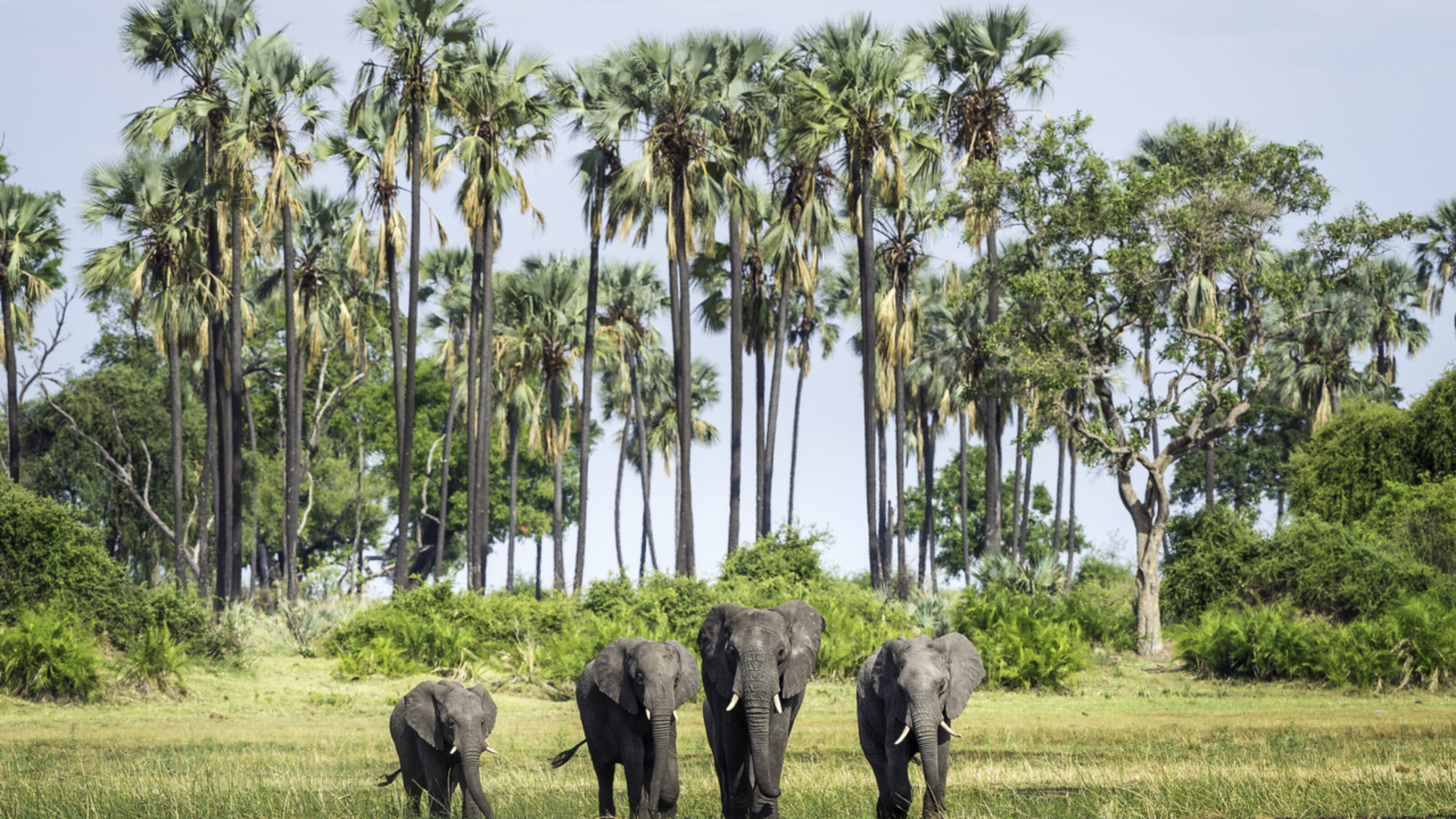 Luxury Botswana & Victoria Falls