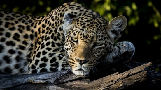 Leopard lies in a tree in the Moremi Private Reserve