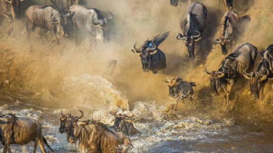 Dozens of wildebeest jump down a dirt embankment into a river, creating a large cloud of dust and water spray.