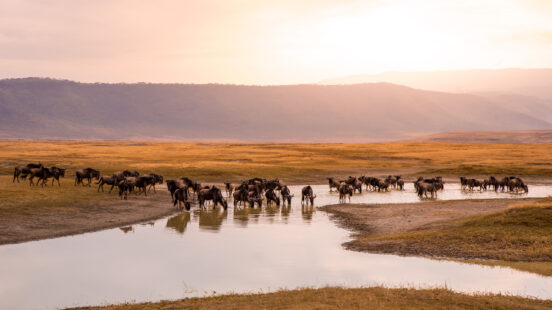 A herd of wildebeest drinking from a pool of water in a wide golden field with hills in the background.
