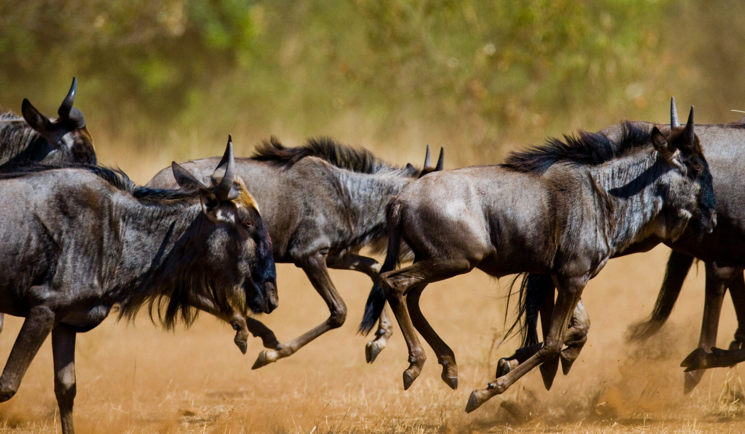 Luxury Kenya Safari Tours - Wildebeests running through the savannah during the Great Migration