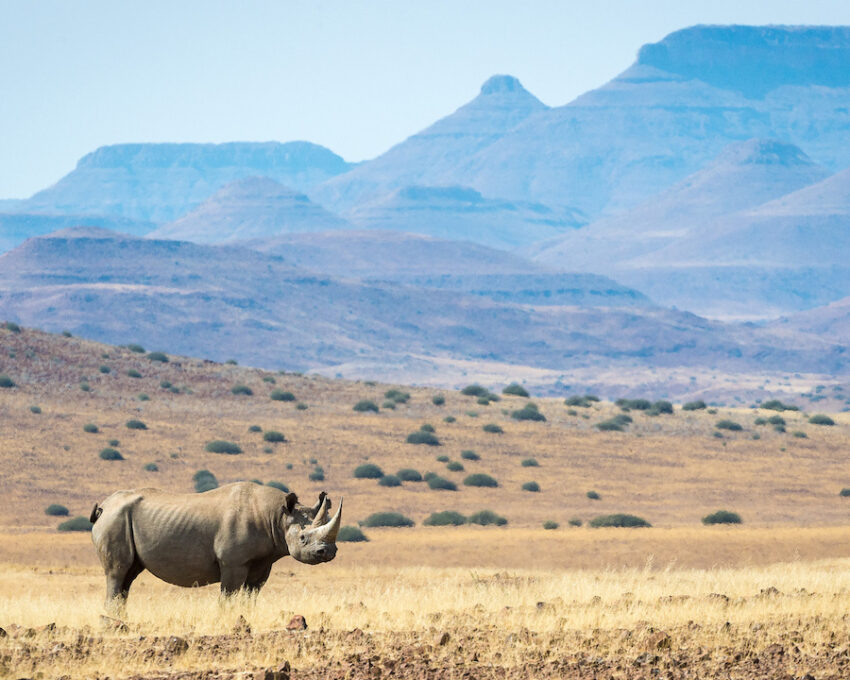 Days at Desert Rhino Camp
