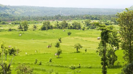 Wide landscape of vibrant green fields and scattered trees under a hazy sky with distant hills.