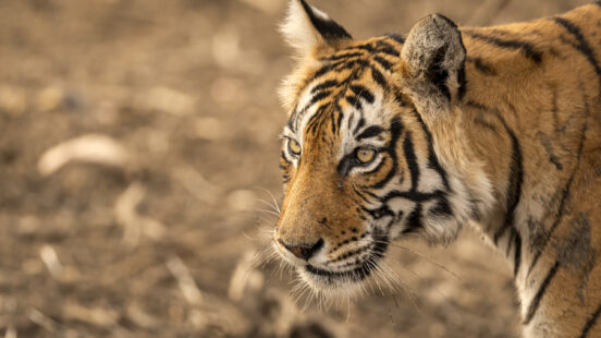 Profile view of a tiger with orange and black stripes looking intently to the left in a dry environment.