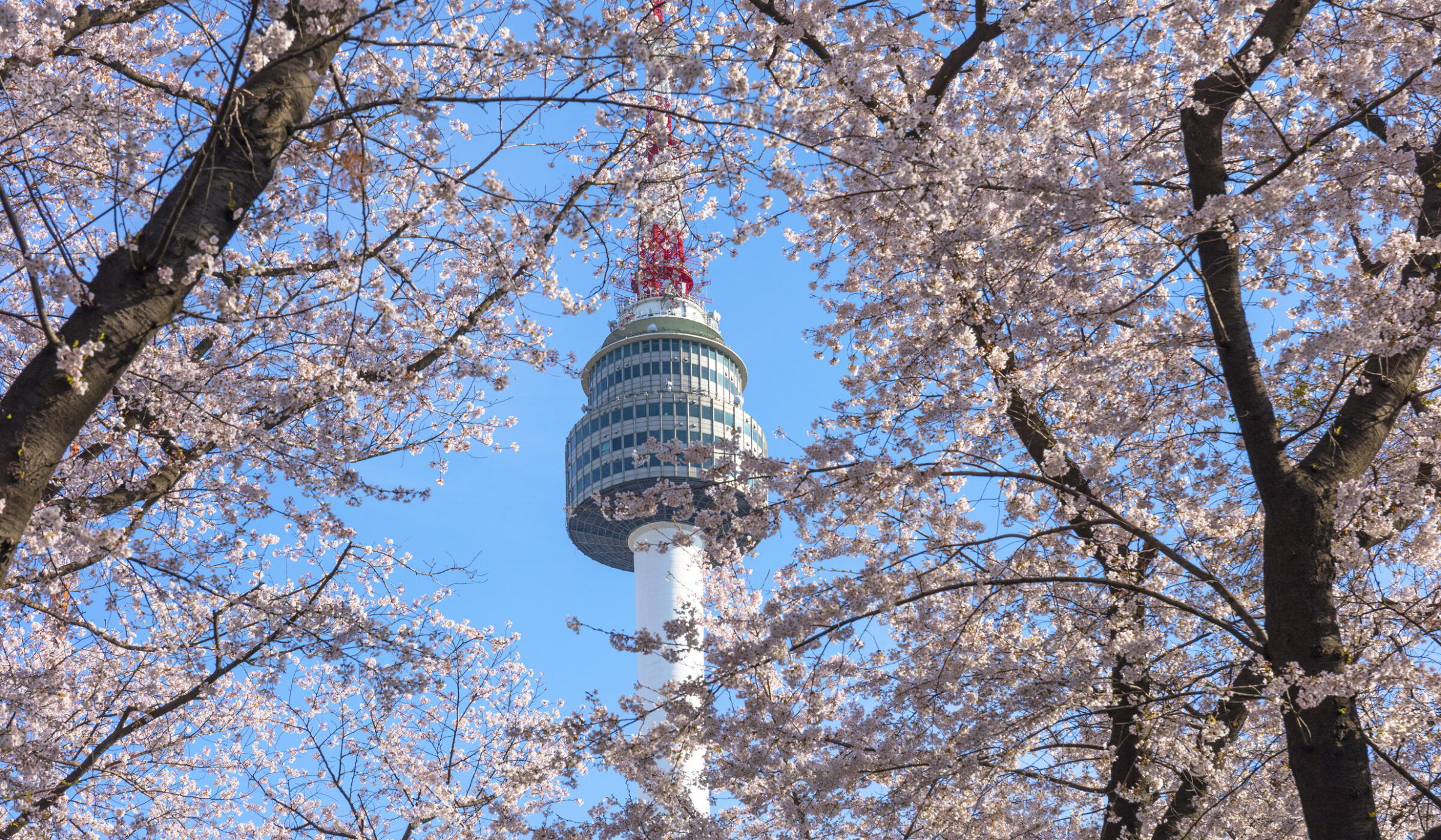 Spring cherry blossom framing the Seoul Tower in Seoul, South Korea