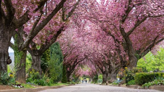 A street lined with large trees with dense pink cherry blossoms arching over the roadway.