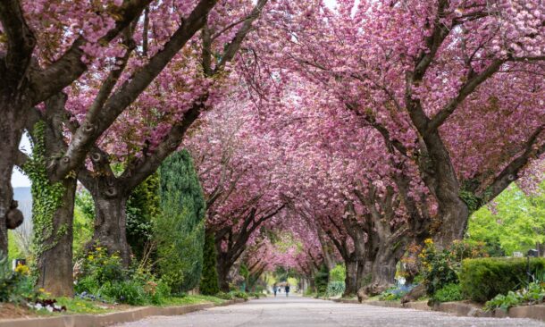 A street lined with large trees with dense pink cherry blossoms arching over the roadway.