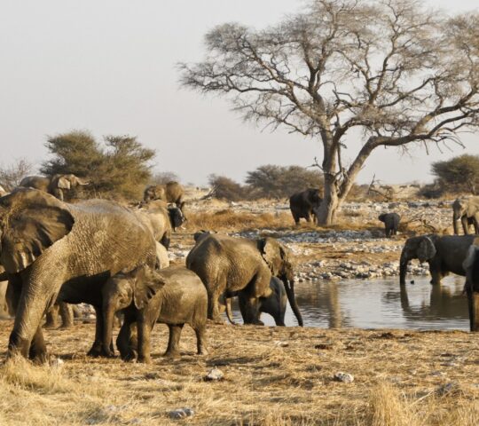 Go on morning and evening game drives