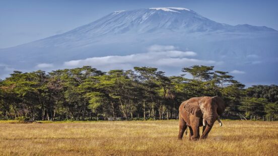 One elephant walking across the savanna with Mount Kilimanjaro in the background