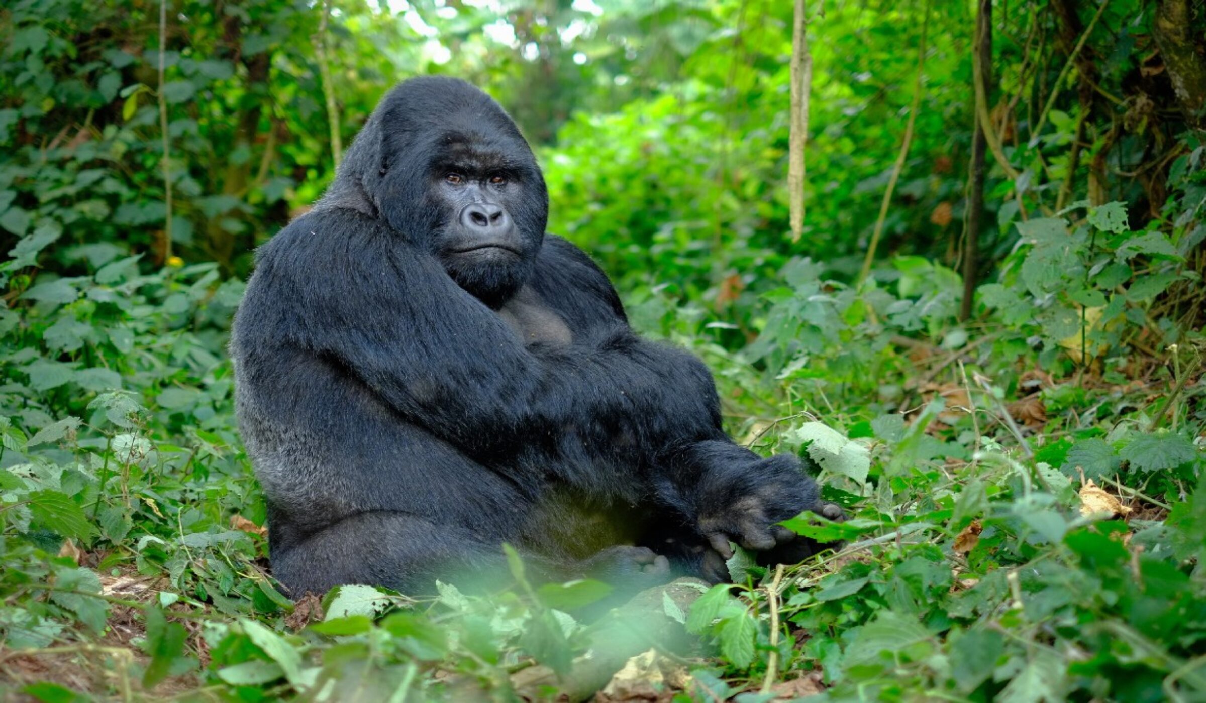 Close-up of a silverback gorilla in the jungle