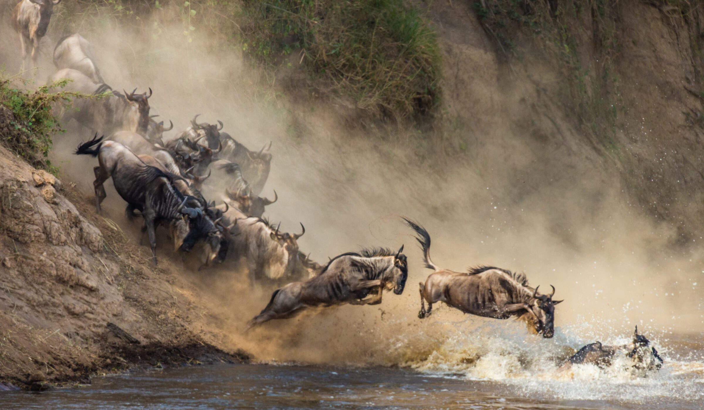 Luxury Tanzania Safaris and Tours - A herd of wildebeests crashing through the waters of the Mara River, between Tanzania and Kenya, during the Great Migration.