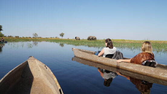 Wild Elephants seen on a river during a canoe safari in the Moremi Game Reserve