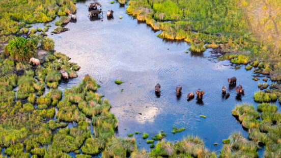 Aerial view of wildlife congregating in Botswanax27;s Delta Okavango