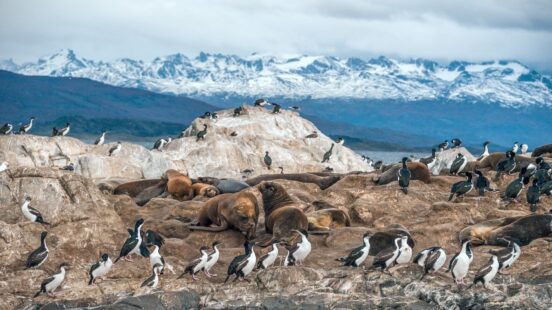 Beagle Channel - wildlife
