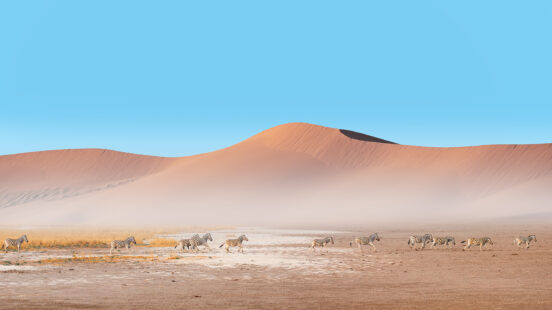 Amazing Zebras running across the African savannah Namib desert in Etosha National Park