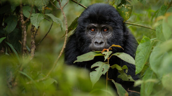 Wild mountain gorilla in the nature habitat. Very rare and exciting experience seeing their faces close-up