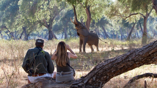 Tourists observe a wild elephant in Zimbabwex27;s Mana Pools as it reaches for leaves in the background