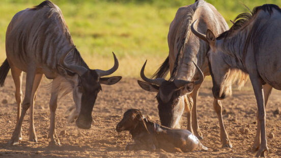 Wildebeest mothers tend to a wildebeest newborn calf on an African Safari