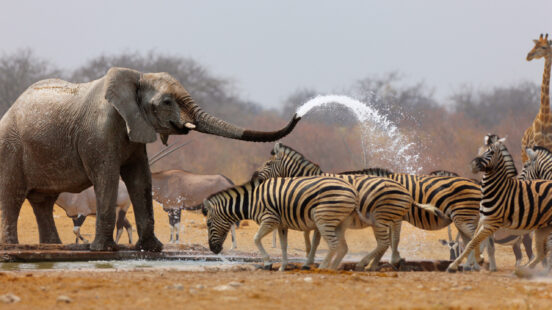 Elephant spraying zebras with water to keep them away from waterhole.