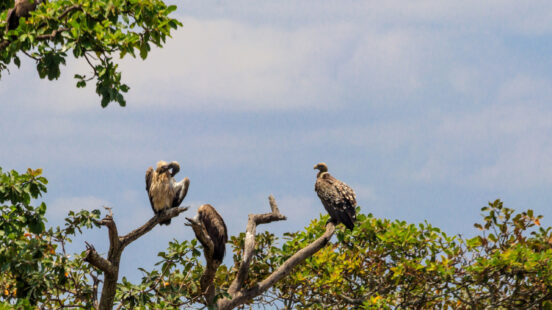 Flock of Cape vultures or Cape griffon (Gyps coprotheres), also known as Kolbex27;s vultures sitting on a tree in Serengeti national park, Tanzania